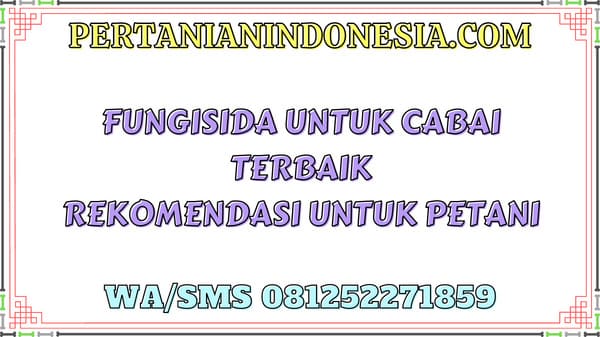 Fungisida Untuk Cabai Terbaik Rekomendasi Untuk Petani